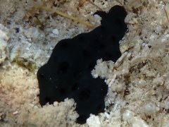 Eudistoma obscuratum