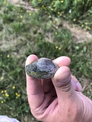 Truncilla donaciformis