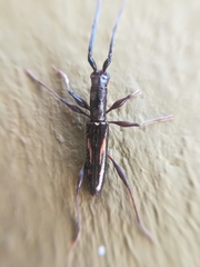 Neocompsa exclamationis