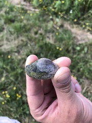 Truncilla donaciformis