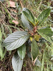 Glossoloma ichthyoderma