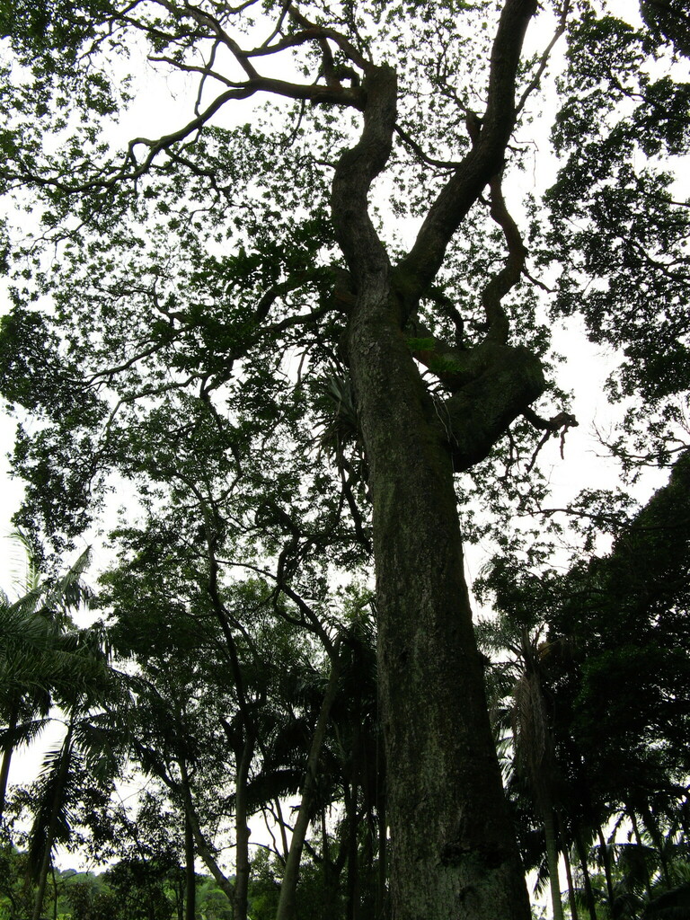 Tachigali denudata