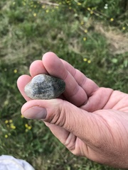 Truncilla donaciformis