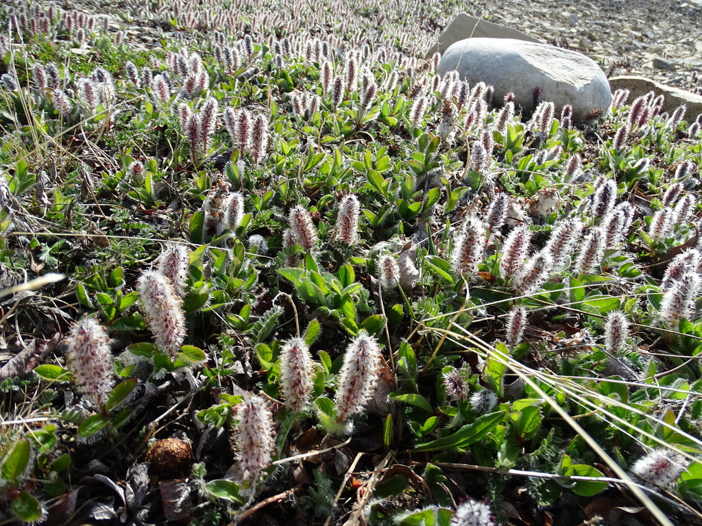 dwarf and creeping willows