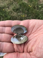 Truncilla donaciformis