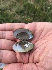 Truncilla donaciformis