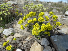 Draba corymbosa