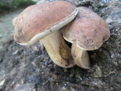 Tylopilus variobrunneus