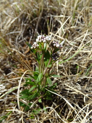 Eutrema edwardsii