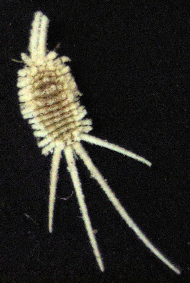 Laminicoccus