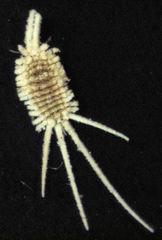 Laminicoccus flandersi