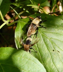 Laphria posticata