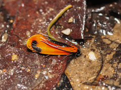 Coryptilum klugii