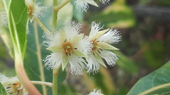 Elaeocarpus reticulatus