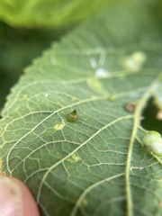 Celticecis spiniformis