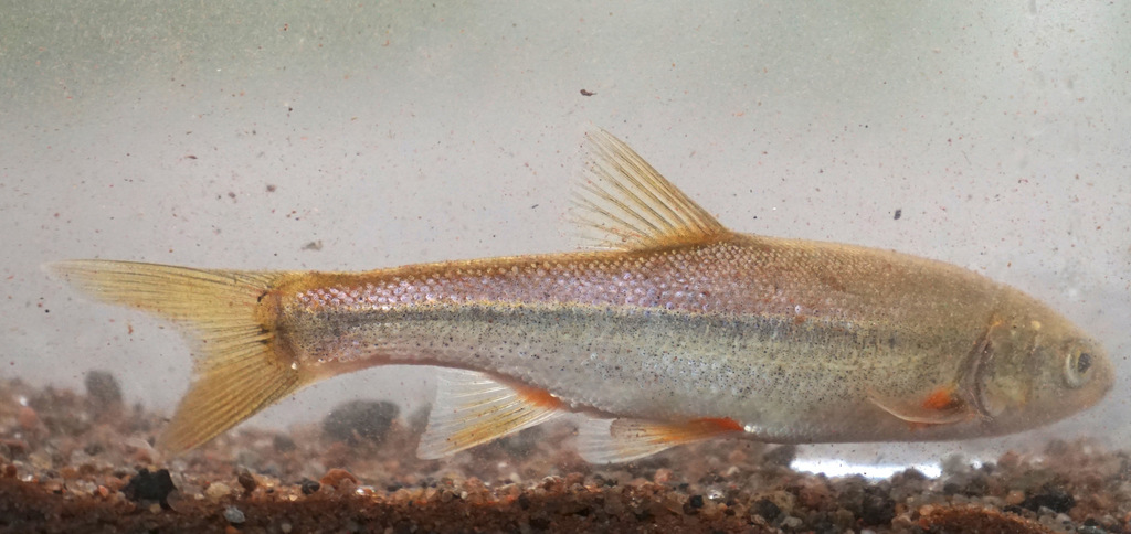 Rio Grande Chub