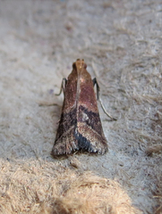 Moodna ostrinella