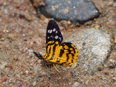 Dysphania subrepleta