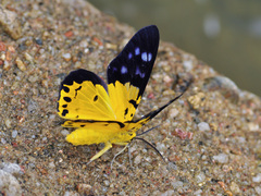 Dysphania sagana