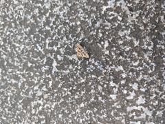 Diasemia accalis