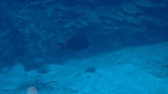 Acanthurus nigricauda