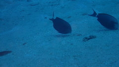 Acanthurus nigricauda