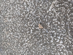 Diasemia accalis