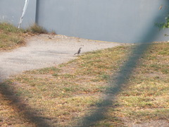 Mimus polyglottos