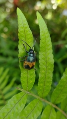 Monocesta ducalis