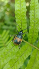 Monocesta ducalis