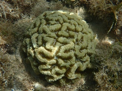 Isophyllia sinuosa