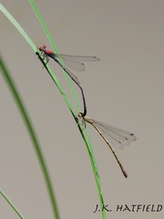 Neoneura aaroni
