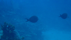 Acanthurus nigricauda