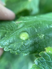 Pachypsylla celtidisumbilicus