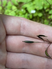 Osmorhiza purpurea