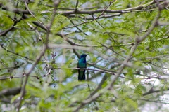 Colibri thalassinus