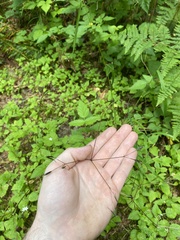 Osmorhiza purpurea