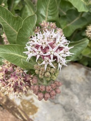 Asclepias speciosa