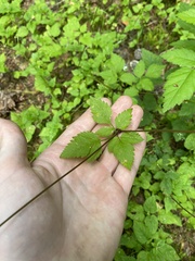 Osmorhiza purpurea