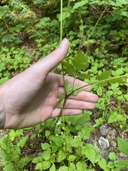 Osmorhiza purpurea