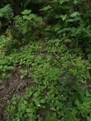 Osmorhiza purpurea
