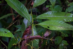 Palicourea solitudinum