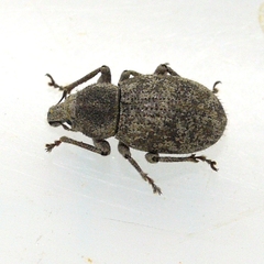 Anametis granulata