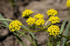 Lomatium bicolor