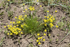 Lomatium bicolor
