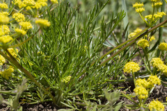 Lomatium bicolor