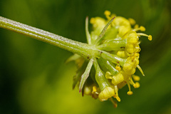 Lomatium bicolor