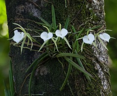 Brassavola