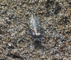 Opilidia macrocnema