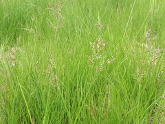 Fimbristylis quinquangularis quinquangularis